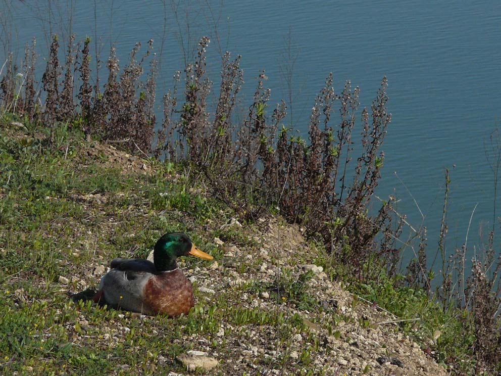 Lago artificiale da naturalizzare in piena Maremma!